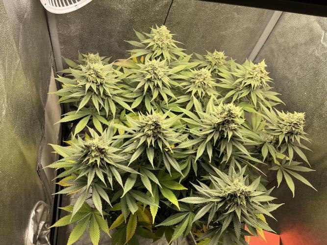 RS#11. Week 12