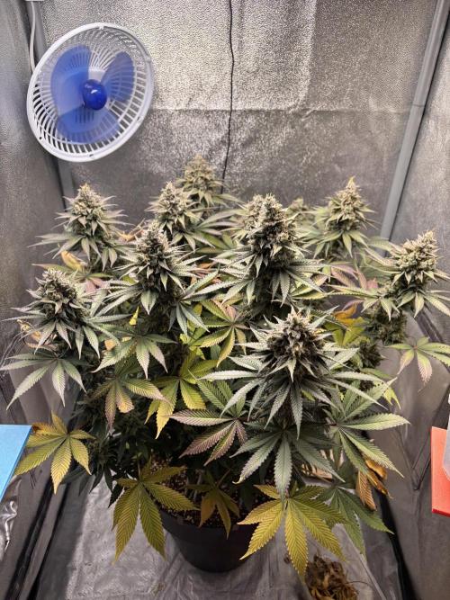 RS#11. Week 13