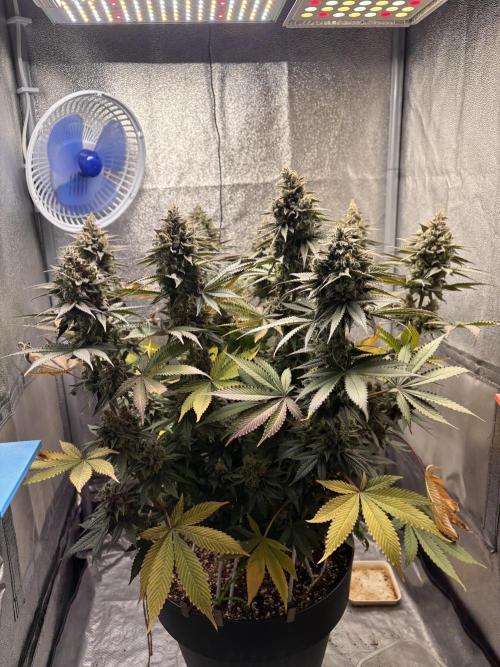 RS#11. Week 13