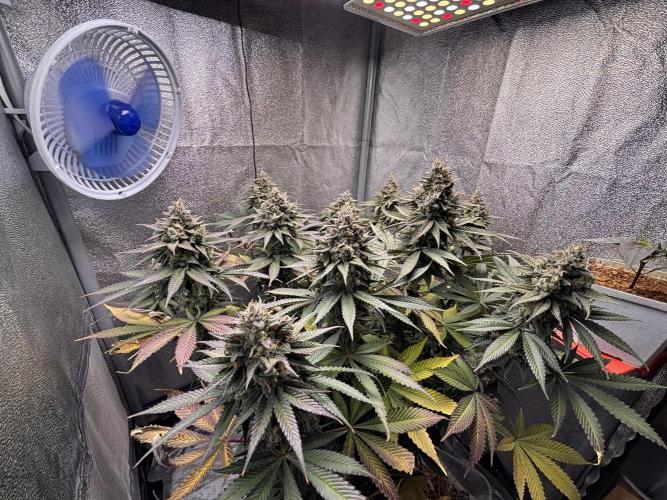 RS#11. Week 13