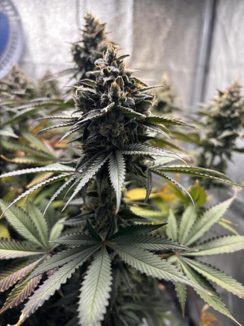 RS#11. Week 13