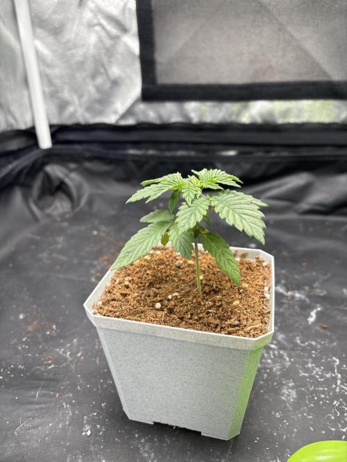 Insane OG. Week 2