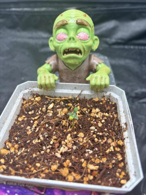 Zombie. Week 0
