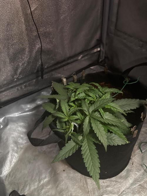 Skunk ? Auto. Week 3
