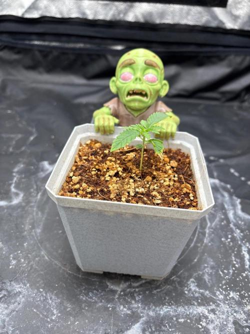 Zombie Bride. Week 1