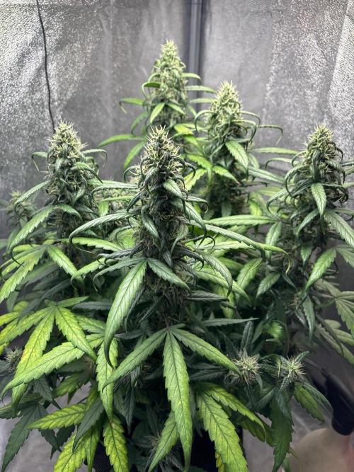 Skunk ? Auto. Week 8