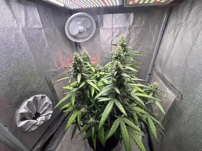 Skunk ? Auto. Week 8