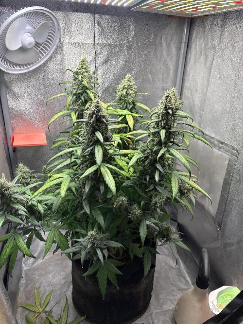 Skunk ? Auto. Week 9
