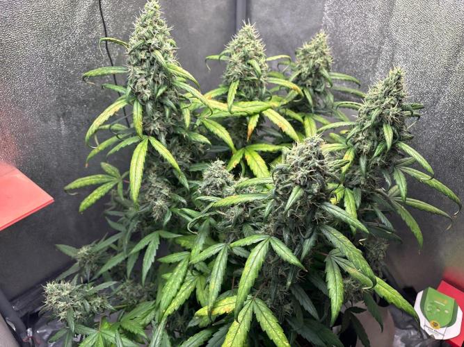 Skunk ? Auto. Week 9