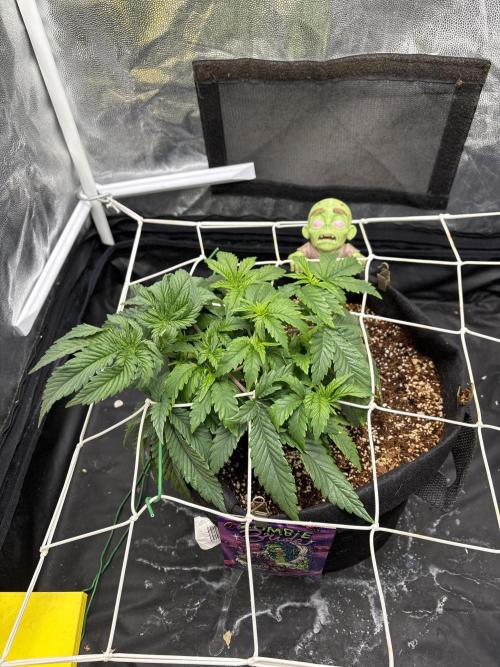 Zombie. Week 5