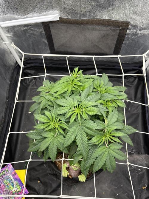 Zombie. Week 6