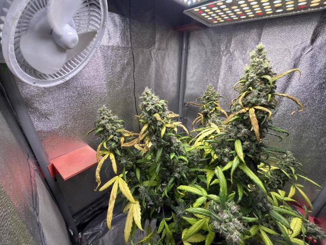 Skunk ? Auto. Week 10