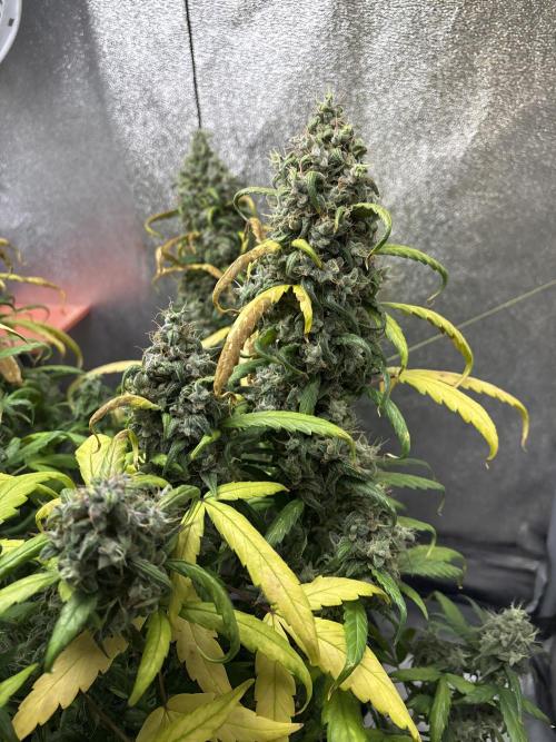 Skunk ? Auto. Week 10