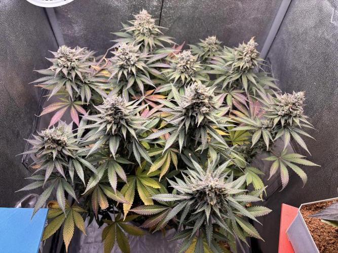 RS#11. Week 13