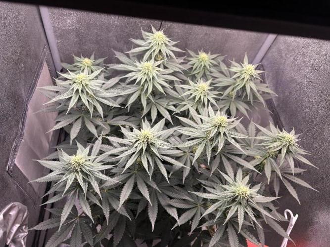 RS#11. Week 8