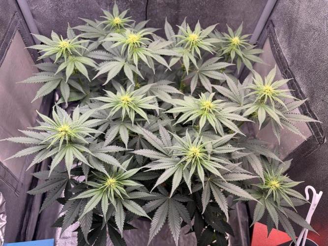 RS#11. Week 7