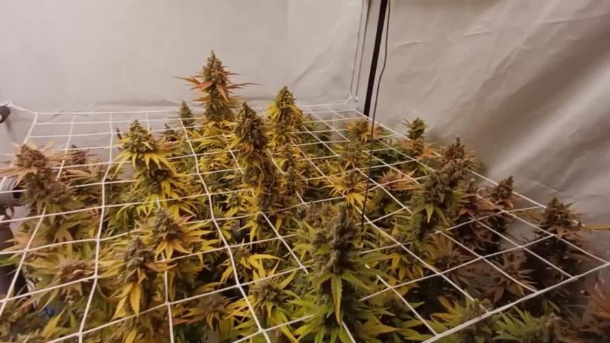 Wedding Cheesecake FF 🍰 - 420Fastbuds
