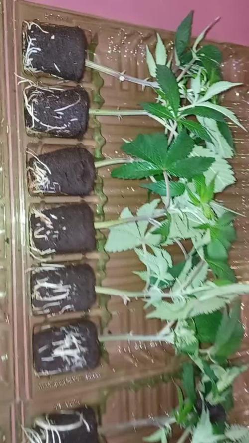 Miami Mami, Solfire (from clones)