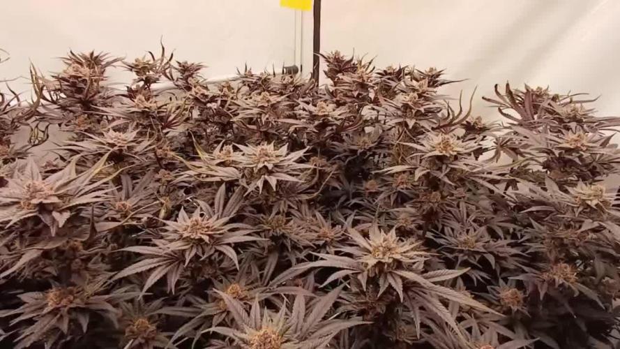 Miami Mami, Solfire (from clones)