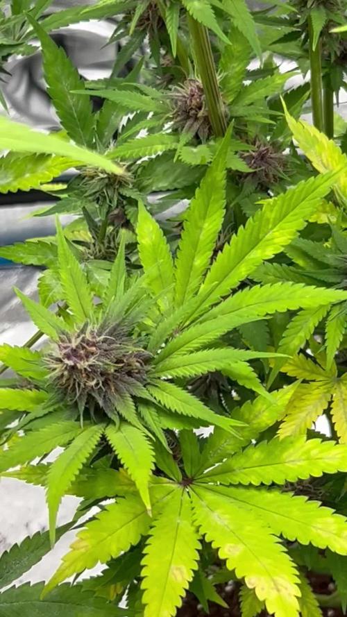 Fast Buds LSD-25