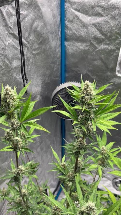 Fast Buds Papaya Cookies