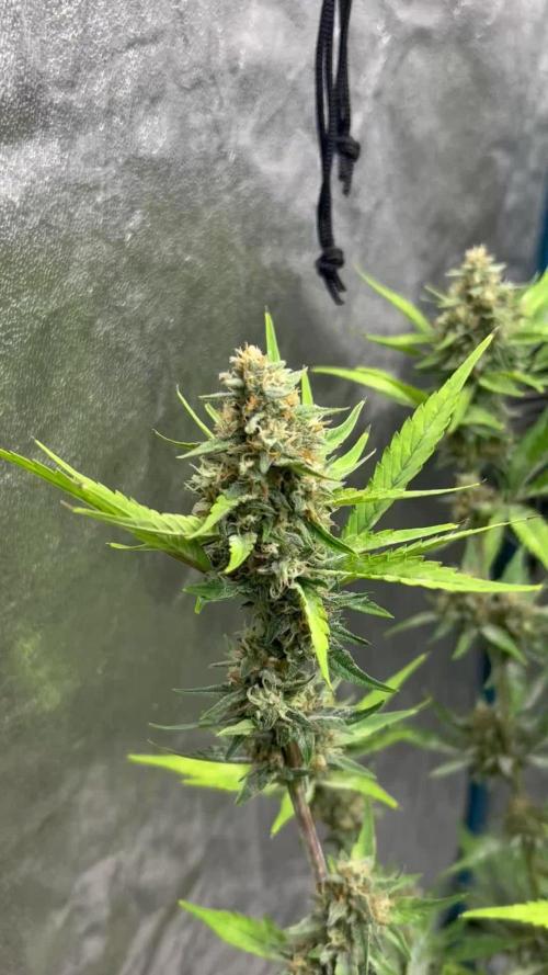 Fast Buds Papaya Cookies
