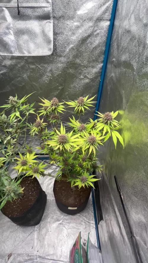 Fast Buds LSD-25