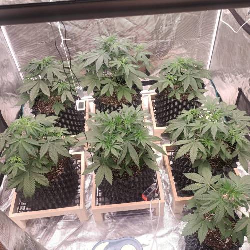 Bruce Banner Auto. Week 5