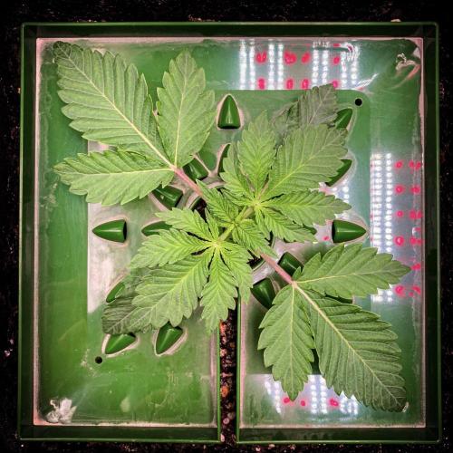 ØRGANIC • Runtz x Layer Cake. Week 2 - 2 weeks