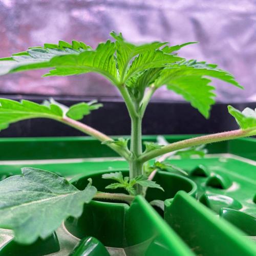 ØRGANIC • Runtz x Layer Cake. Week 2 - 2 weeks