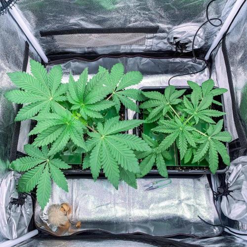 ØRGANIC • Runtz x Layer Cake. Week 3