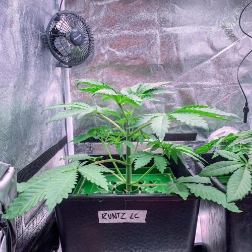 ØRGANIC • Runtz x Layer Cake. Week 3