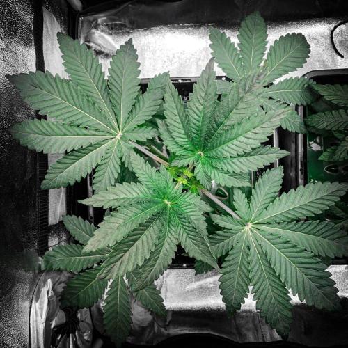 ØRGANIC • Runtz x Layer Cake. Week 3