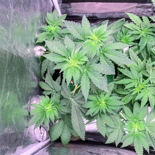 ØRGANIC • Runtz x Layer Cake. Week 4