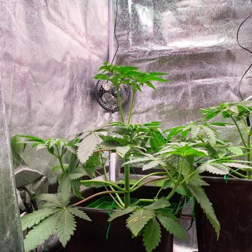 ØRGANIC • Runtz x Layer Cake. Week 4