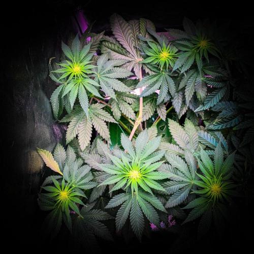 ØRGANIC • Runtz x Layer Cake. Week 5