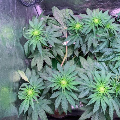 ØRGANIC • Runtz x Layer Cake. Week 5