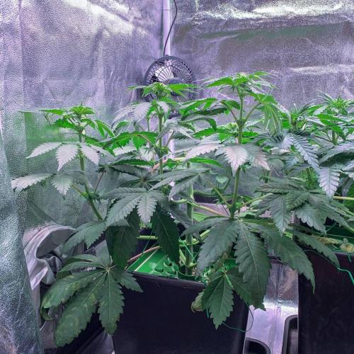 ØRGANIC • Runtz x Layer Cake. Week 5
