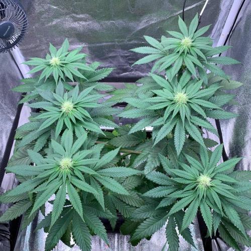 ØRGANIC • Runtz x Layer Cake. Week 6