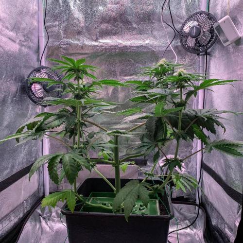 ØRGANIC • Runtz x Layer Cake. Week 6
