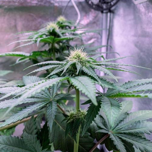 ØRGANIC • Runtz x Layer Cake. Week 6