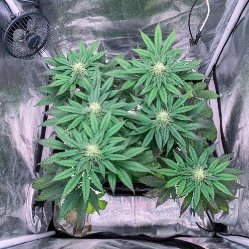 ØRGANIC • Runtz x Layer Cake. Week 7