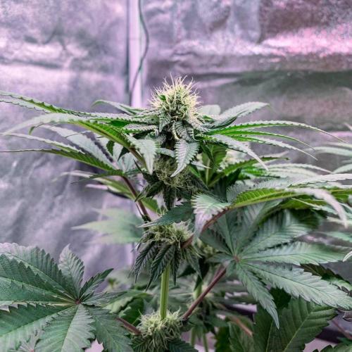 ØRGANIC • Runtz x Layer Cake. Week 7