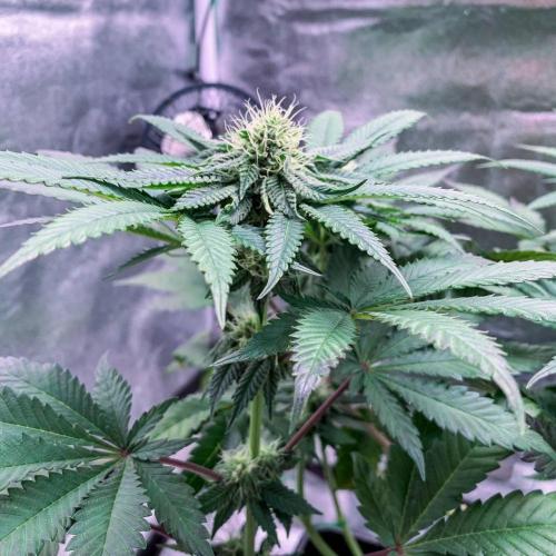 ØRGANIC • Runtz x Layer Cake. Week 7