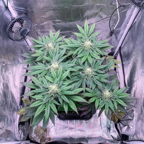 ØRGANIC • Runtz x Layer Cake. Week 8