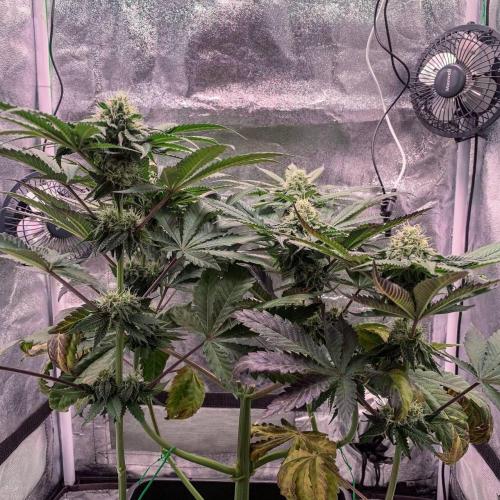 ØRGANIC • Runtz x Layer Cake. Week 8