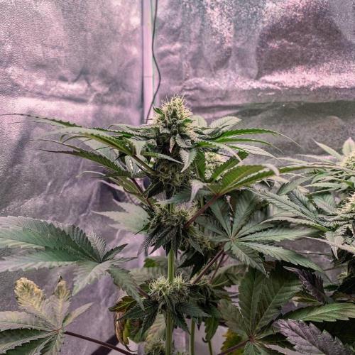 ØRGANIC • Runtz x Layer Cake. Week 8