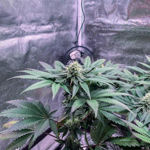 ØRGANIC • Runtz x Layer Cake. Week 8