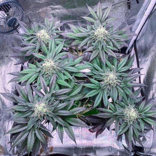 ØRGANIC • Runtz x Layer Cake. Week 9