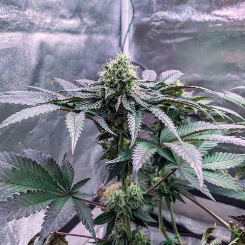 ØRGANIC • Runtz x Layer Cake. Week 9